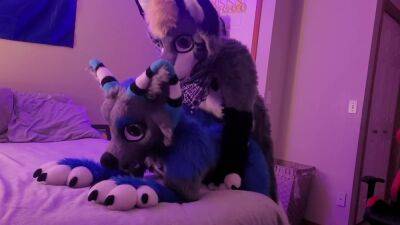 Freaky Furry Copulation and Blowjob In Cute Wolf and Raccoon Costumes on vidgratis.com
